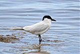 Gull-billed Tern